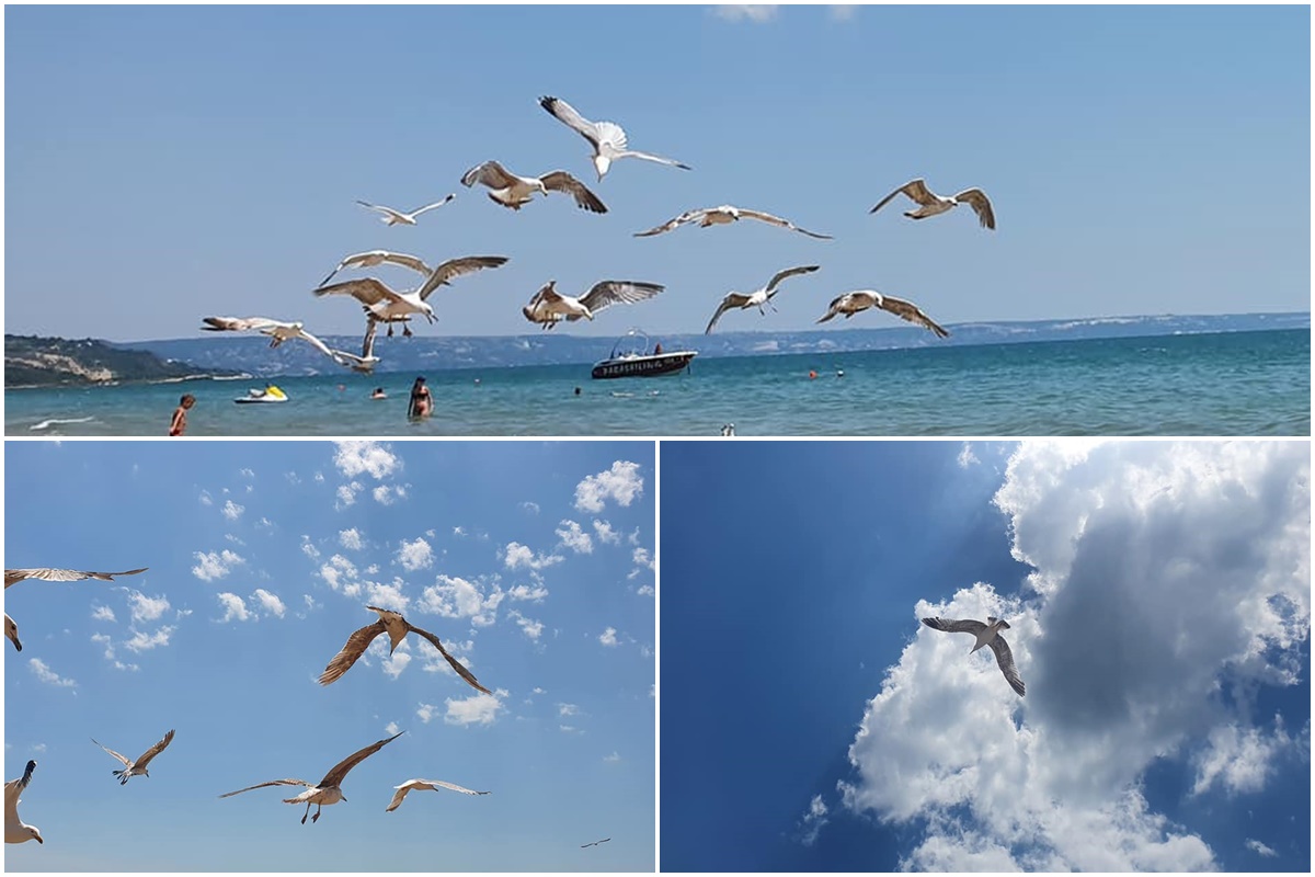 Seagulls on the Black Sea
